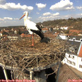 13_15-nest.jpg