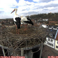 14_05-nest.jpg