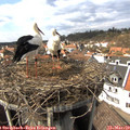 14_15-nest.jpg