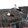 15_05-nest.jpg