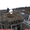 15_35-nest.jpg