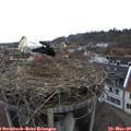 16_00-nest.jpg