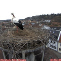 16_05-nest.jpg