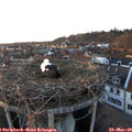18_05-nest.jpg