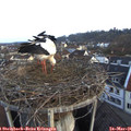 06_25-nest.jpg