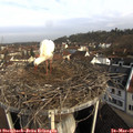 08_30-nest.jpg