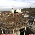 08_55-nest.jpg