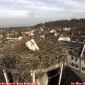 09_20-nest.jpg