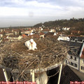 09_25-nest.jpg