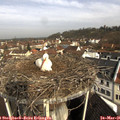 09_30-nest.jpg