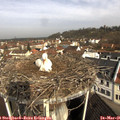 09_35-nest.jpg
