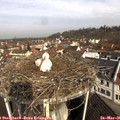 09_40-nest.jpg