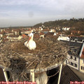 09_50-nest.jpg
