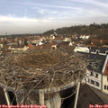 10_20-nest.jpg