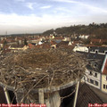 10_25-nest.jpg