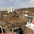 13_00-nest.jpg