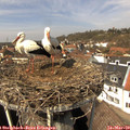 13_05-nest.jpg
