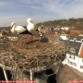 13_10-nest.jpg