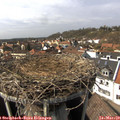 14_25-nest.jpg