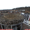 14_50-nest.jpg
