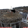 16_15-nest.jpg