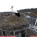 16_20-nest.jpg