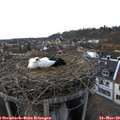 17_00-nest.jpg