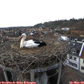 17_05-nest.jpg