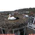 17_10-nest.jpg