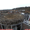 17_30-nest.jpg