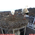 07_00-nest.jpg