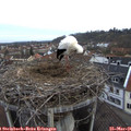 07_55-nest.jpg