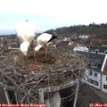 08_05-nest.jpg