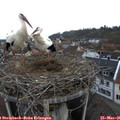 08_45-nest.jpg