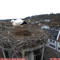 08_50-nest.jpg