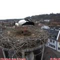 08_55-nest.jpg