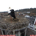 09_05-nest.jpg
