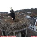 09_10-nest.jpg
