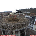09_15-nest.jpg