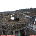09_20-nest.jpg