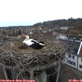 09_25-nest.jpg