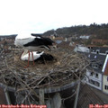 11_35-nest.jpg