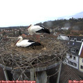 12_00-nest.jpg