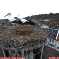 13_00-nest.jpg