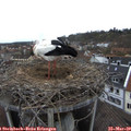 13_05-nest.jpg