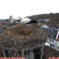 14_15-nest.jpg