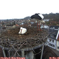 06_35-nest.jpg