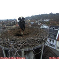06_45-nest.jpg