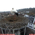 07_00-nest.jpg