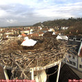 08_10-nest.jpg